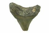 Serrated, Juvenile Megalodon Tooth - North Carolina #338536-1